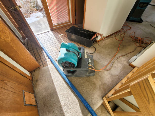 Best Water damage cleanup near me  in Collinsvle, IL