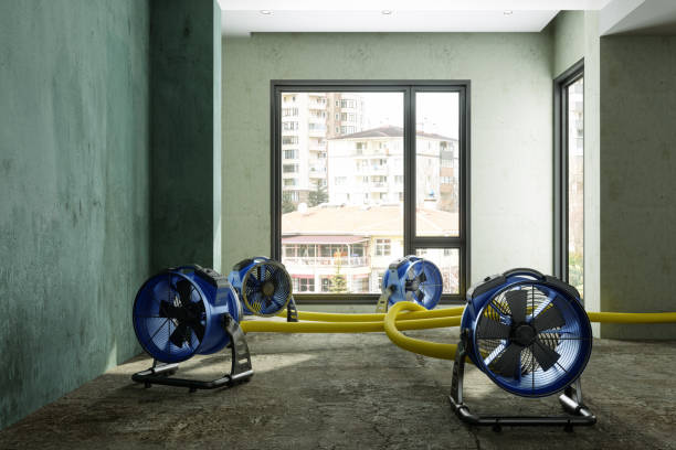 Best Water damage restoration near me  in Collinsvle, IL